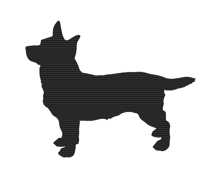 Lancashire heeler